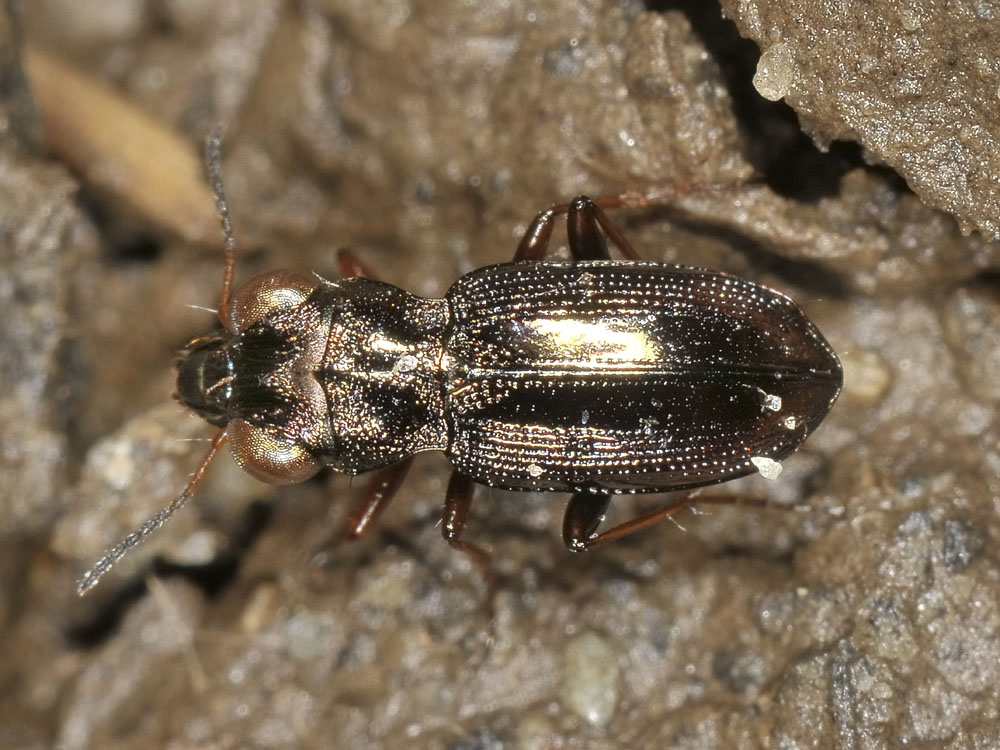 Notiophilus rufipes (cf.) - Carabidae